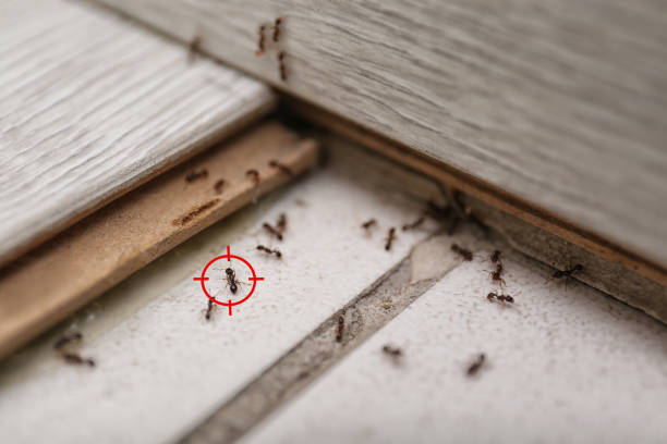 Reliable Tunica, MS Pest Control Solutions