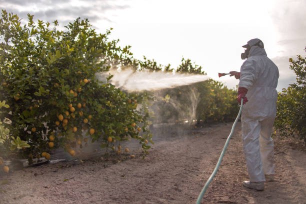 Wasp Removal Services in Tunica, MS